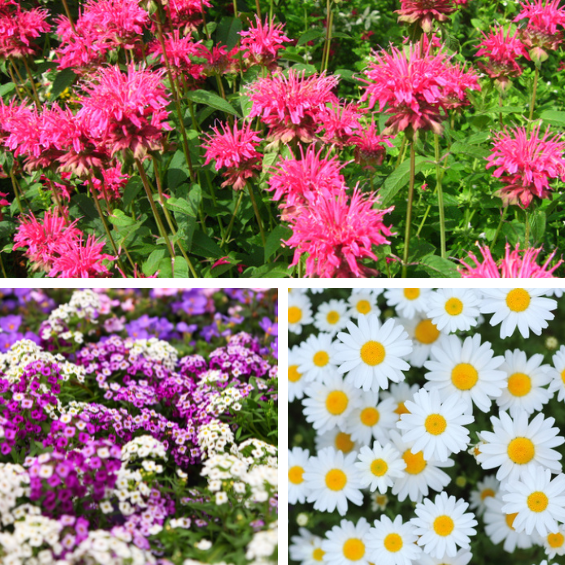 2025　みつばちミックス再開のお知らせ