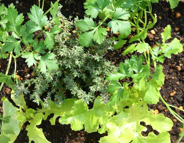 食べるハーブミックス