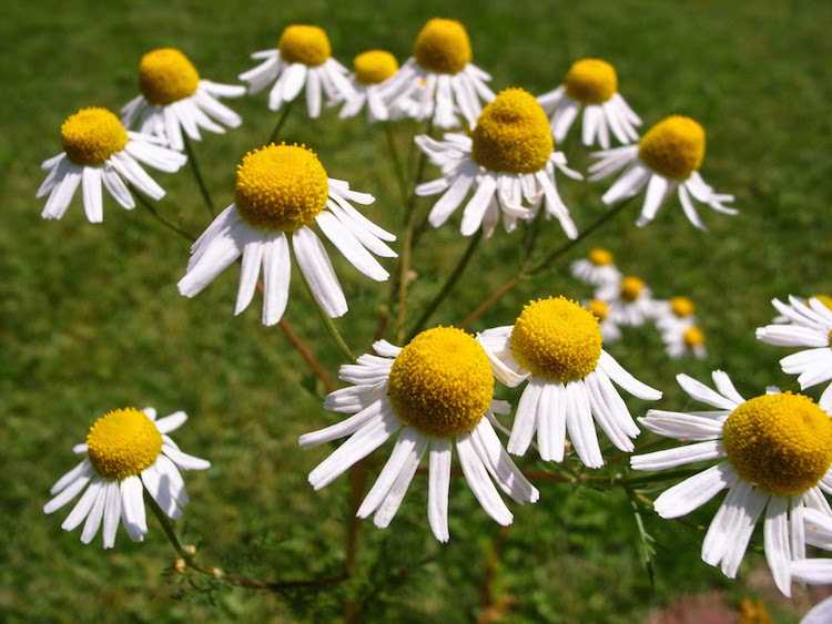 香るハーブミックス